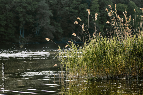 Tereny zielone, woda zarośnięta trawami i otoczona bujną roślinnością 