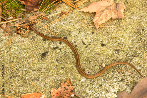 Brown garter snake in Goodwin State Forest in Connecticut.