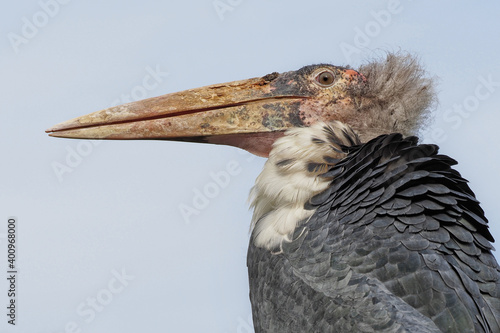 portrait vom marabu, einem Storch und Aasfresser aus Afrika, leptoptilos crumeniferus, Hintergrund heller Himmel