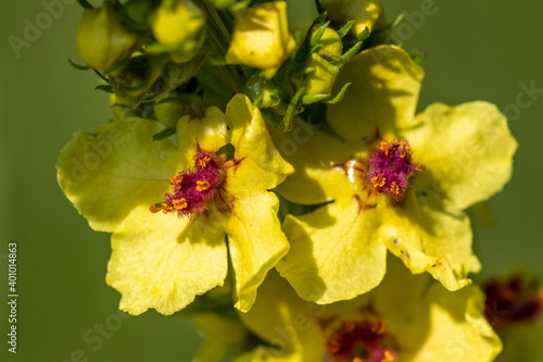 Königskerze (Verbascum nigrum)