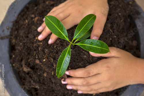 Hand photograph of a man planting a tree in a black pot, nature conservation concept.