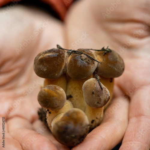 Close-up photo of female hands are holding Boletus badius in the forest. Close-up plan of forest mushrooms with brown cap.