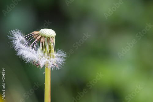 Dandelion flower on a green background with copy space