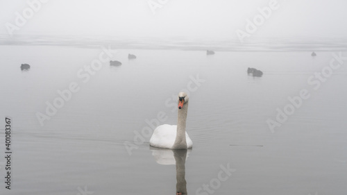 Łabędzie pływające w jeziorze w mglisty zimowy poranek