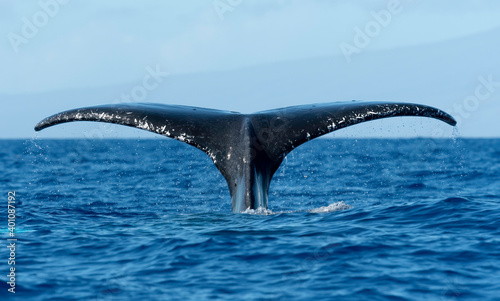 Humpback Whale Fluke, Maui, Hawaii, USA