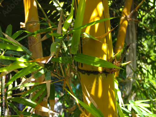 Yellow trunk of tropical plant bamboo and leaves