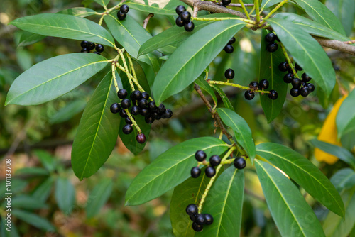 Prunus laurocerasus or Otto Luyken - berries of cherry laurel