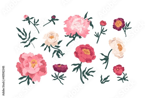 Collection of elegant blooming japanese peonies vector flat illustration. Set of romantic peony buds, stems and leaves isolated on white. Gorgeous flowers for botanical floristic decor