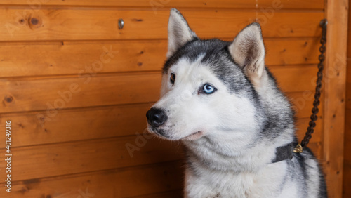 Adorable black and white with lazy-eyes Husky on a wooden background. Animal concept.