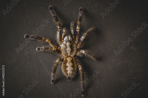 dark large tarantula spider with blue paws top view sits on a black background with cobwebs