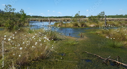 Feuchtgebiet mit Wollgras im Moor, Eriophorum blüht im Sumpf neben Torfmoos Sphagnum, im Hintergrund ein See, Bäume und blauer Himmel. 