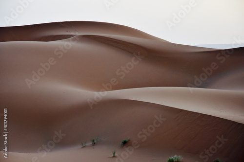 Beautiful sand dunes in a desert at the sunrise with a very smooth silky texture, sensual shapes and chocolate color, with few small green shrubs in the foreground, in Morocco 