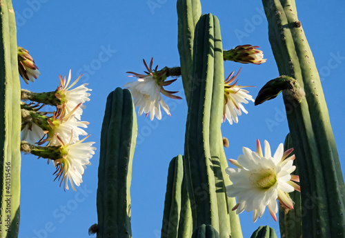 Blooming San Pedro Cactus (Latin - Trichocereus pachanoi)