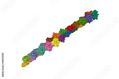 Thin filament at low calcium concentration, 3D surface model with alpha-actin subunits differently colored, white background