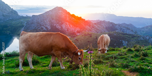 Asturian Mountain cattle cow sits on the lawn in a national park at sunrise