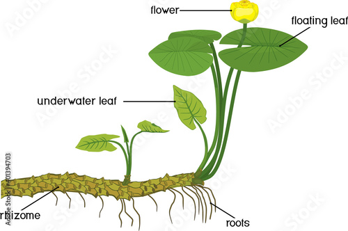 Parts of plant. Structure of Yellow water-lily (Nuphar lutea) plant with green leaves, yellow flower and rhizome isolated on white background