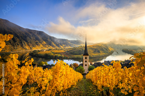 The Moselle loop, a beautiful river in Germany, makes a 180 degree loop. with vineyards and a great landscape and lighting in the morning