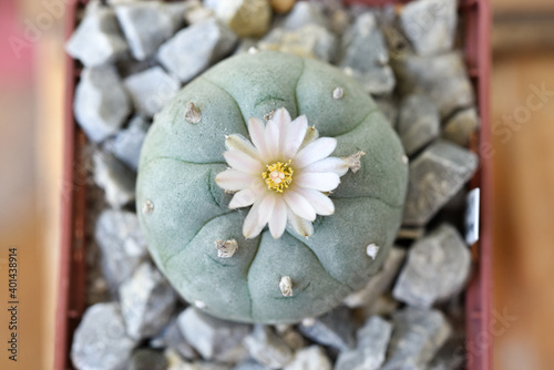 Flowering lophophora williamsii peyot hallucinogenic plant