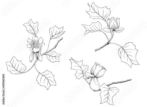 Set of Illustration isolated of Yellow Poplar Liriodendron Tulipifera.Black and white image of branches, flowers and leaves.