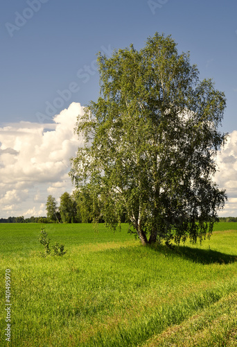 Birch on a green field - vertically
