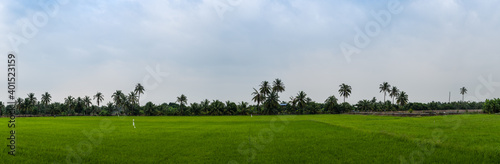 panorama green paddy rice field background 