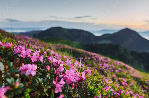 Violet flowers blooming. Majestic Carpathian Mountains. Beautiful landscape of untouched nature