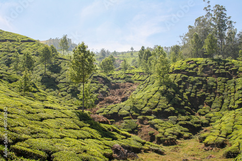 Tea Plantation Fields in Munnar, India