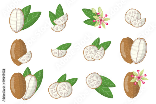 Set of illustrations with Cupuacu exotic fruits, flowers and leaves isolated on a white background.