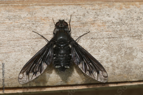 Anthrax anthrax a parasite fly on solitary bees 