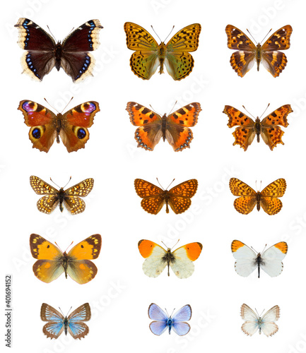 Collection of twenty colourful european butterflies species in white background