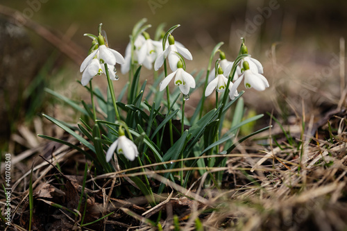 Common snowdrop (Galanthus nivalis)