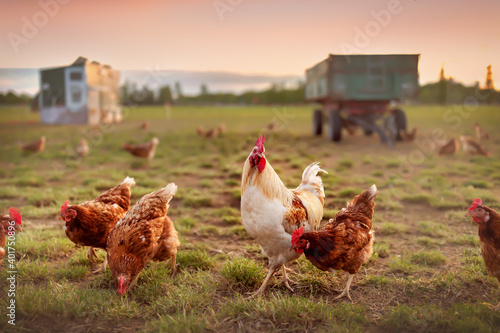 happy free range organic chicken in the meadow