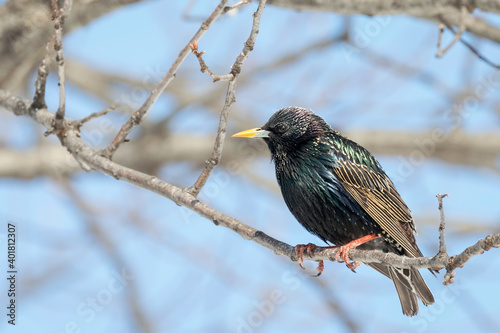 Close Up of a Common or European Starling Perched on a Tree Branch