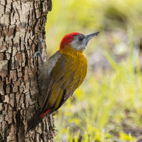 Olive Woodpecker sitting erect, clinging to trunk.