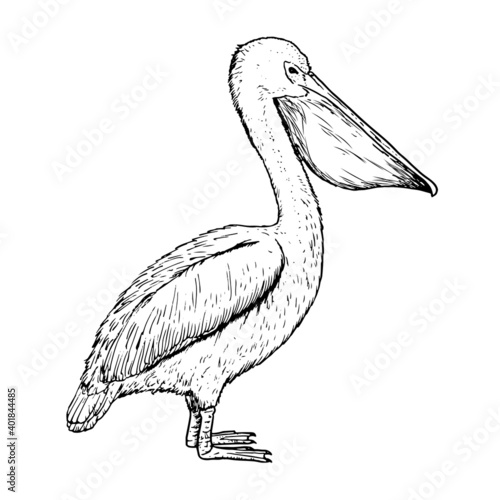 Drawing of pelican - hand sketch of bird