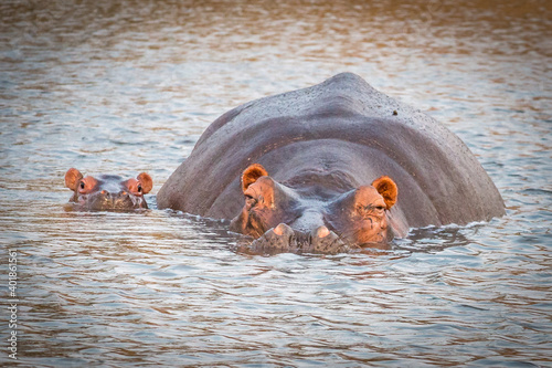 hippopotamus in water with baby, kruger national park, south africa