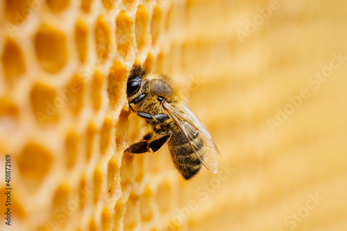 Macro photo of working bees on honeycombs. Beekeeping and honey production image