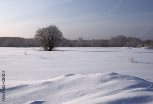 Winter snow field with a tree
