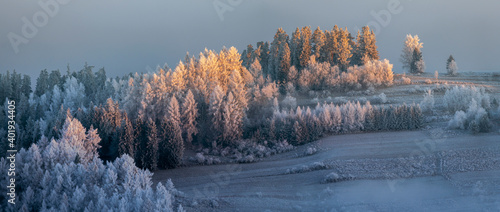 Beautiful winter landscape - trees adorned with frost on the frozen hills against the background of the morning fog