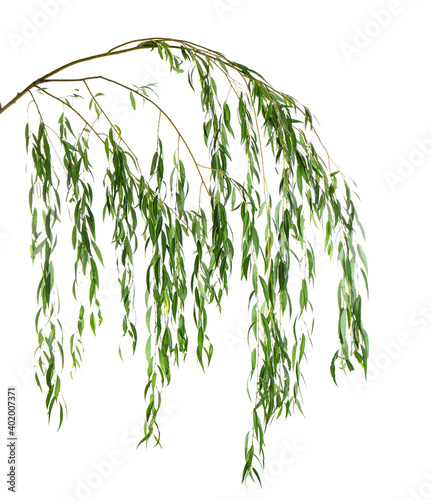 Beautiful willow tree branches with green leaves on white background