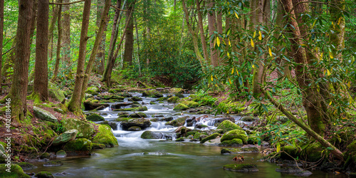 mountain river in the green forest