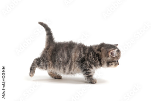 Fluffy purebred gray kitten on a white background