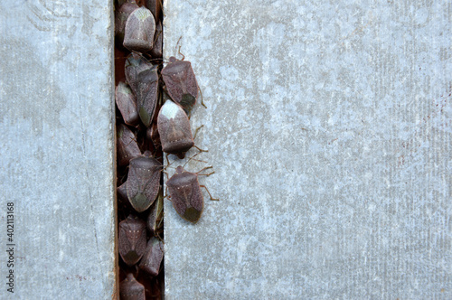 stink bugs sitting on the wall close up 