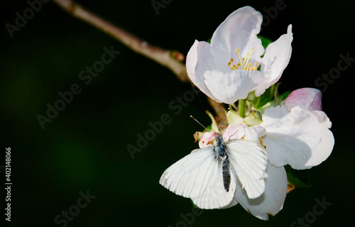 motyl na kwiecie jabłoni
