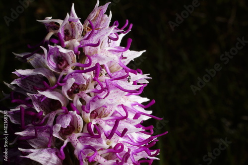 Purple-white flower of Orchis simia, the monkey orchid, spring-flowering orchid of the Mediterranean, in natural habitat on Crete, close-up with black background 