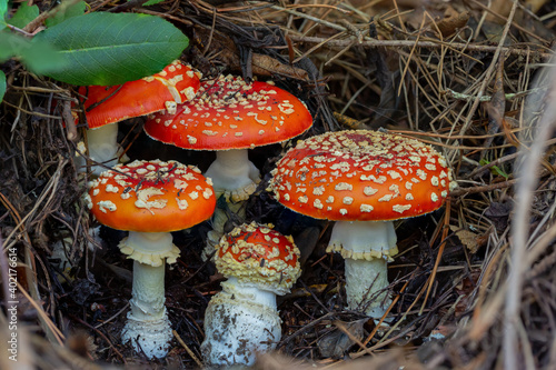 Amanita muscaria growing in a pine tree forest