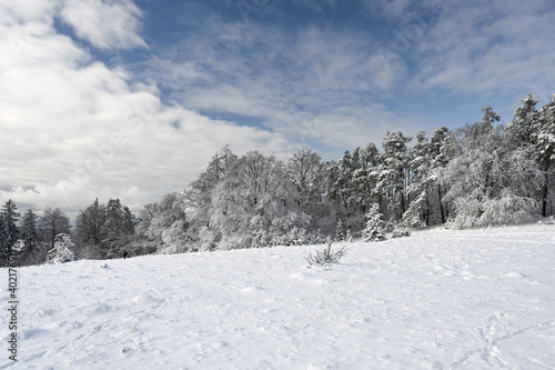 Wonderful winter landscape showing a row snow covered coniferous trees behind a winter meadow.
