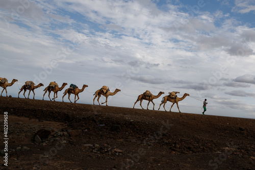 ethiopian salt lake landscape where camels are used to transport salt