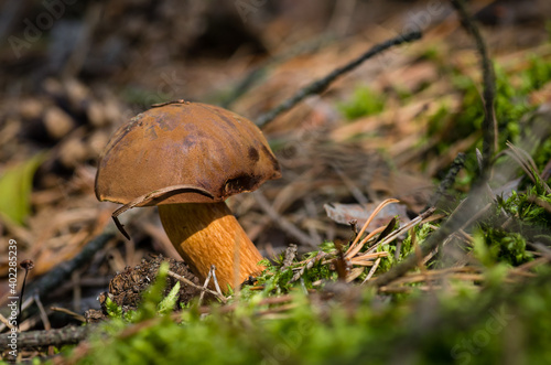 Podgrzybek brunatny (Imleria badia)