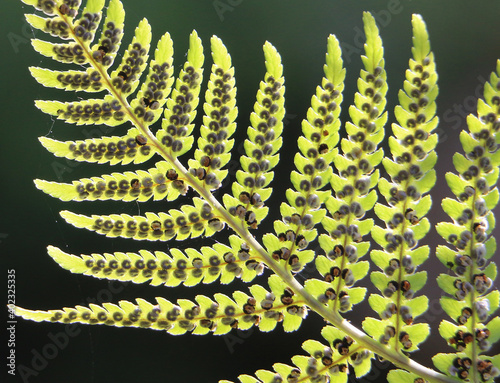 Green bracken fern frond, eagle fern, Pteridium aquilinum, showing sporangia and spores, sunlit on a dark background, closeup